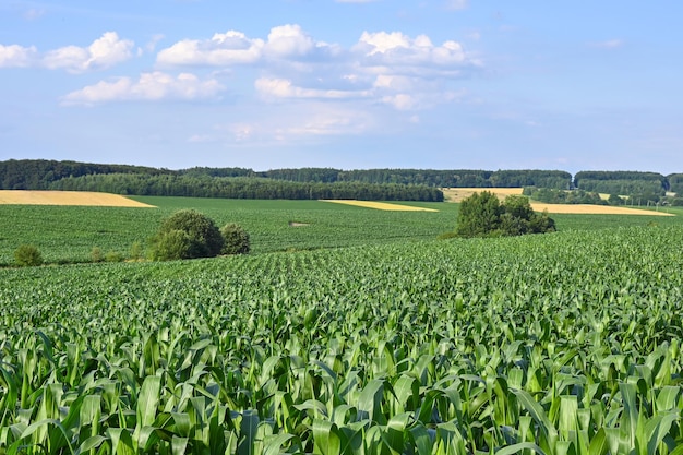 schöne wolken auf landwirtschaftlichem grünem feld