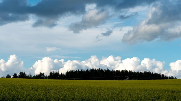 Schöne Wolken über einem blühenden Rapsfeld Ein großes Rapsfeld in der Nähe des Waldes an einem sonnigen Tag Die weißen, flauschigen Wolken werden vom Wind in zwei Linien gespalten