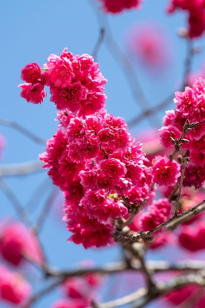 Schöne Yae-Sakura-Kirschblüte, die in Taiwan blüht