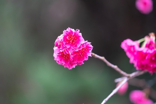 Schöne Yae-Sakura-Kirschblüte, die in Taiwan blüht