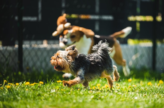 Schöne Yorkshire Terrier-Hunde und Beagle-Hunde kessen sich im Hinterhof
