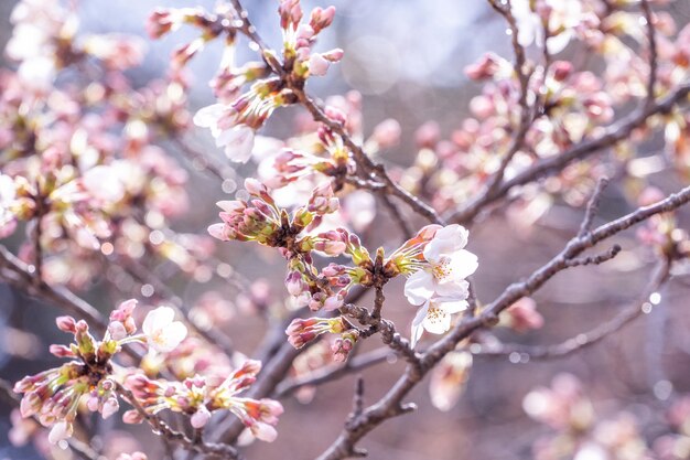 Schöne Yoshino-Kirschblüten-Sakura-Blüte im Frühling.