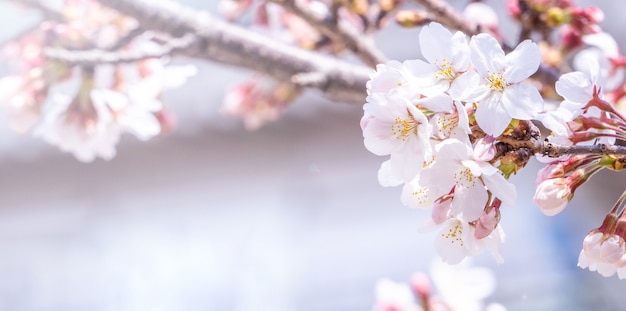 Schöne Yoshino-Kirschblüten-Sakura-Blüte im Frühling.