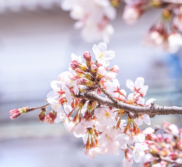 Schöne Yoshino-Kirschblüten-Sakura-Blüte im Frühling.