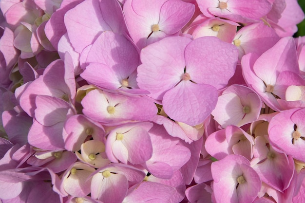 Schöne zart blühende rosa-lila Hortensien Frühlingssommerblumen im Garten