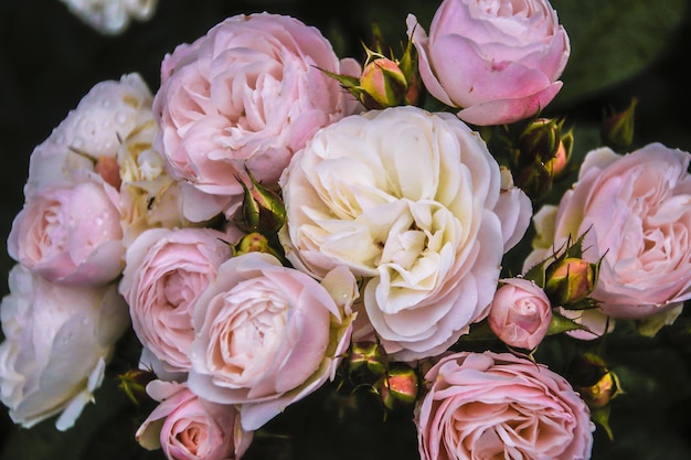 Schöne zarte Frühlingsblume blüht rosa Rosen