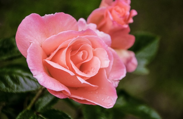 Schöne zarte Frühlingsblume. Blumen rosa Rosen.