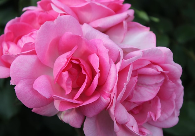 Schöne zarte Frühlingsblumen-Nahaufnahme blüht rosa Rosen