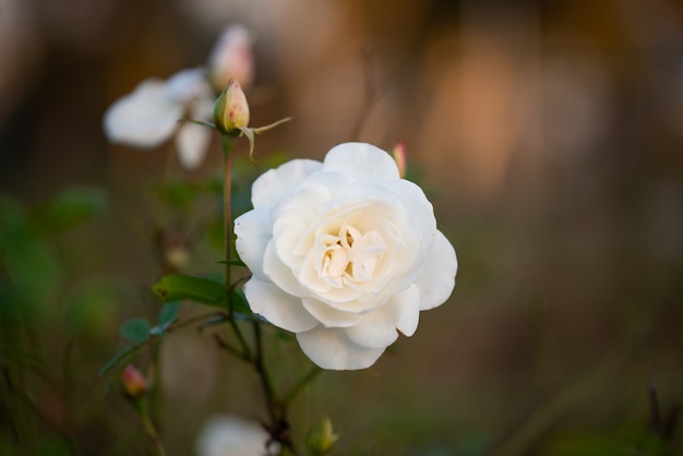 Schöne zarte weiße Rose im Garten, schöner weißer Rosengarten in der Stadt Islamabad, Pakistan.