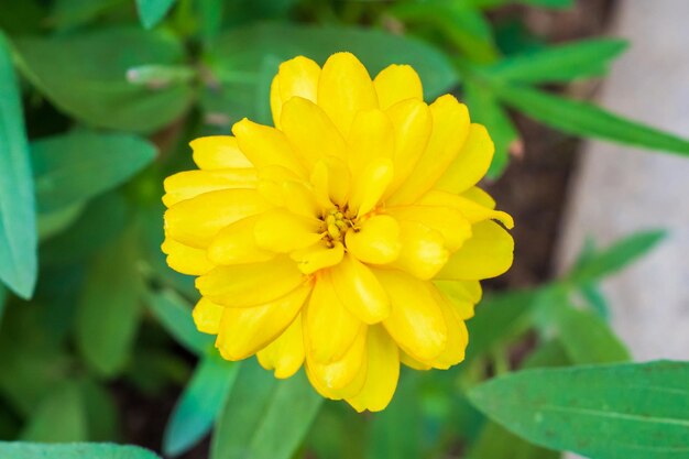 Schöne Zinnia-Blume im Garten aus nächster Nähe