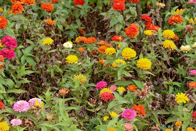 Schöne Zinnia-Blumen in der Natur