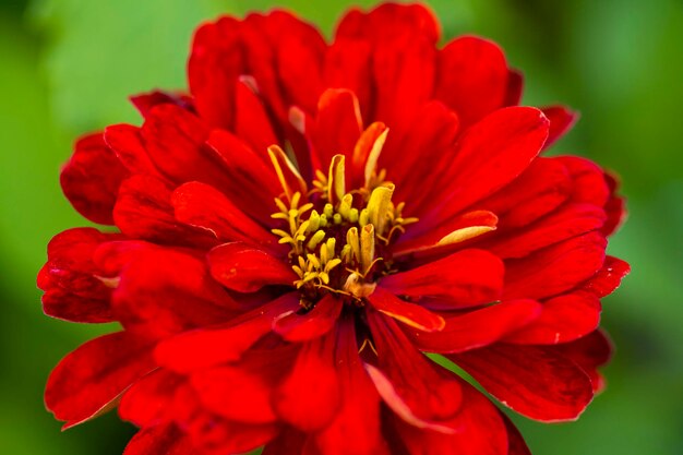 Schöne Zinnia-BlumeYouthandage oder gewöhnliche Zinnie mit Ringelblumenblüten auf einem Blumenbeet