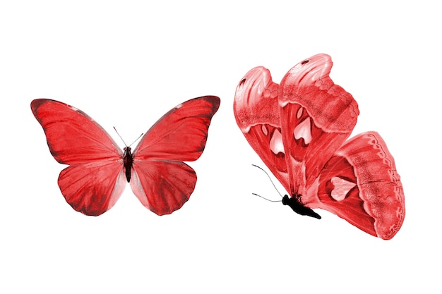 Schöne zwei rote Schmetterlinge auf weißem Hintergrund