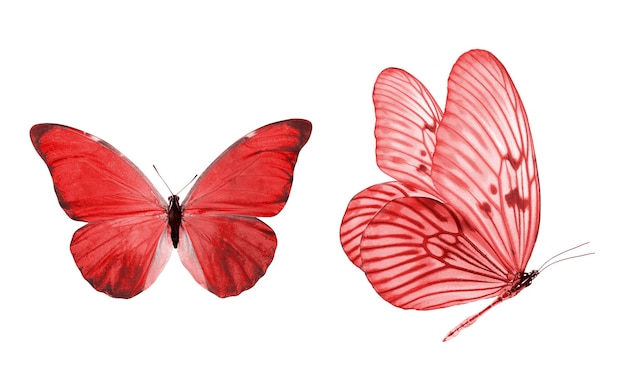 Schöne zwei rote Schmetterlinge isoliert auf weißem Hintergrund