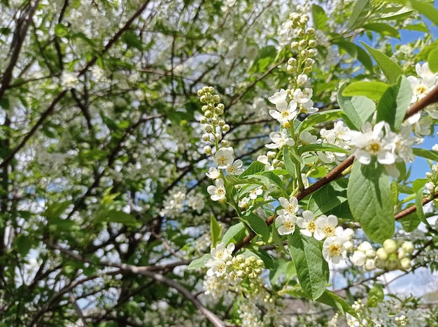 schöne zweig blühende vogelkirsche nahaufnahme garten gartenbau saison bäume blühen