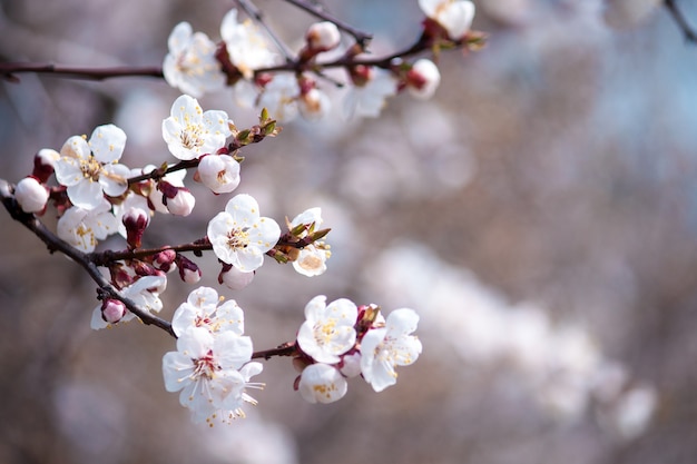 Schöne Zweige mit weißen Blüten am Baum. Naturfrühlingshintergrund.