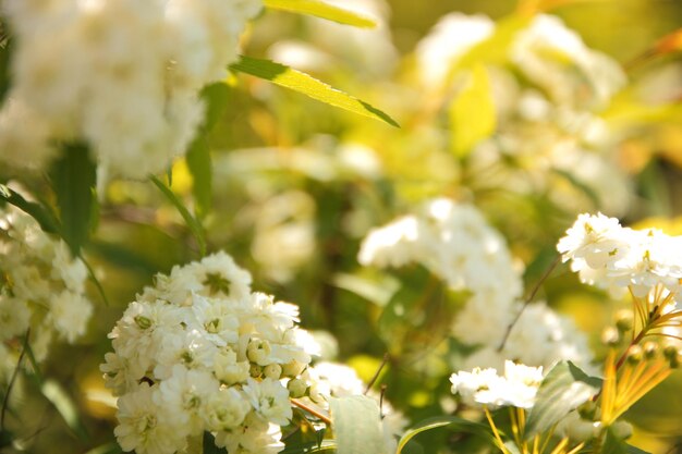 Schöne Zweige mit weißen Blumen in einem Frühlingsgarten Frühlingsblumen auf Bäumen hautnah