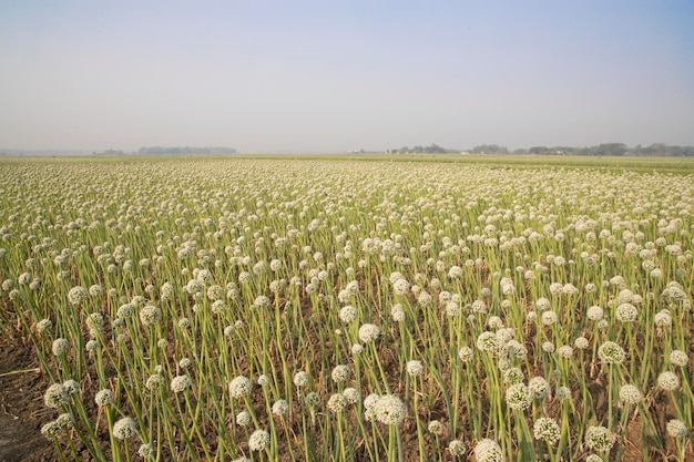 Schöne Zwiebelblumenplantage mit nebligem blauem Himmel Naturlandschaftsansicht