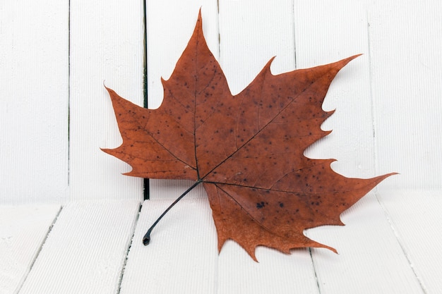 Schöner Abschluss oben eines Herbstblattes