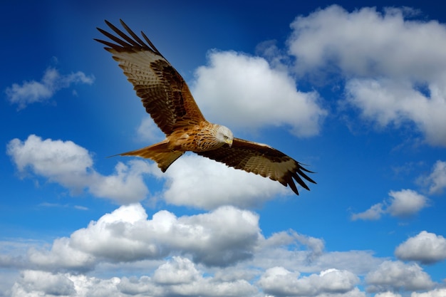 Schöner Adler, der über einem blauen Himmel fliegt