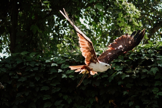 schöner adler