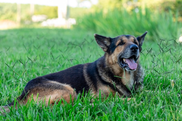 Schöner älterer deutscher Schäferhund