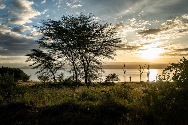 Schöner afrikanischer Landschaftsbaum und der Nakuru-See in Savannah bei Sonnenuntergang