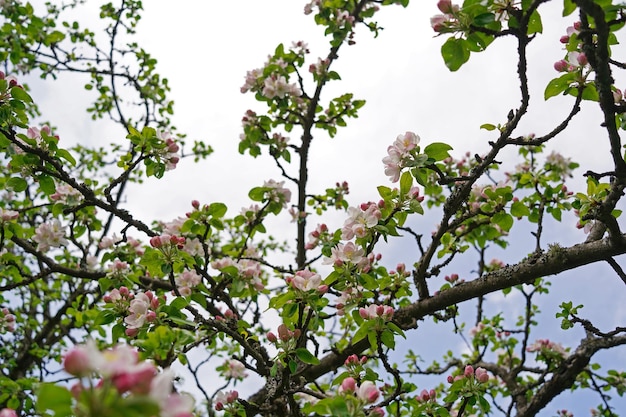 Schöner alter Apfelgarten, der an einem sonnigen Frühlingstag blüht. Blühende Apfelbäume über strahlend blauem Himmel