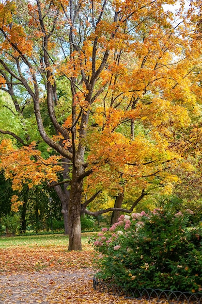 Schöner alter Baum in Herbstfarben