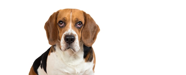 Schöner amerikanischer Beagle-Hund, der auf einem weißen schauenden beiseite sitzt