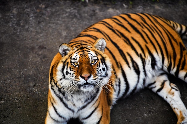 Schöner Amur Tiger