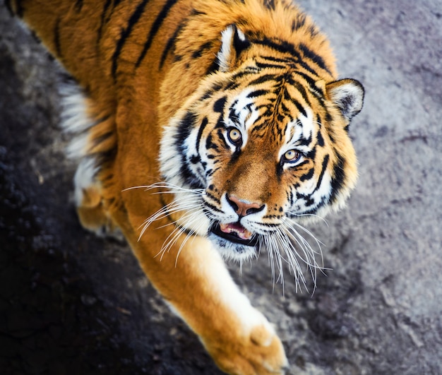 Schöner Amur Tiger