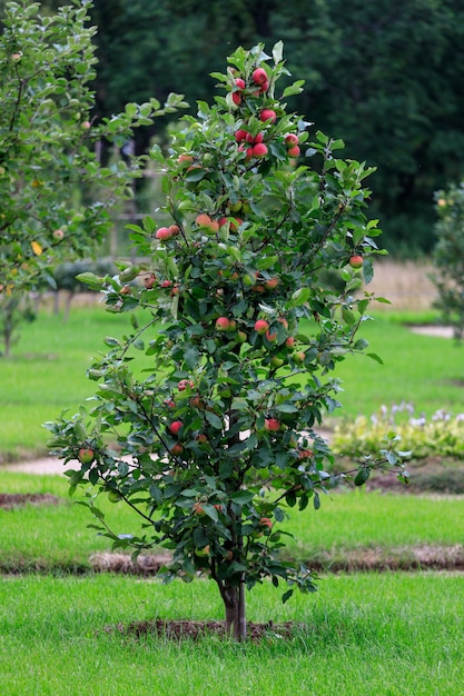 Schöner Apfelbaum im Garten. Foto in hoher Qualität