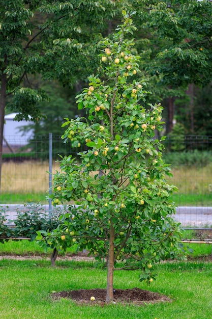 Schöner Apfelbaum im Garten. Foto in hoher Qualität