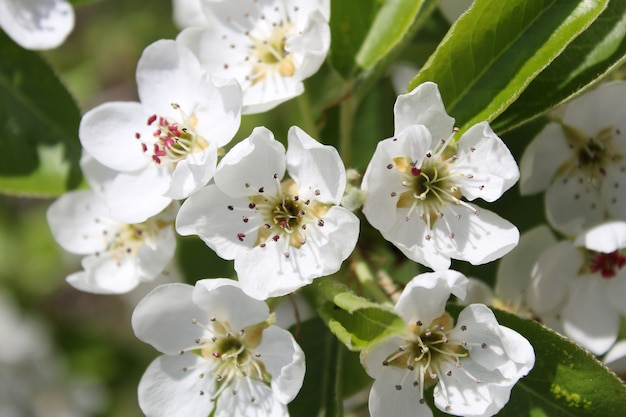 Schöner Apfelbaumgarten der weißen Blumen