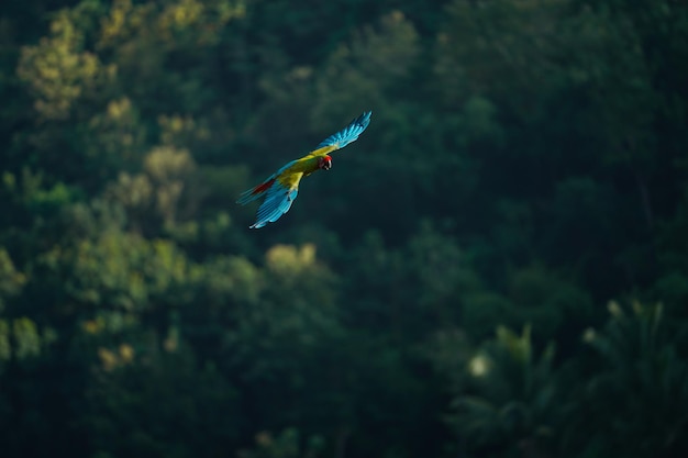 Schöner Ara-Vogel fliegt in ländlicher Gegend in den Himmel