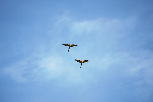 Schöner Ara-Vogel fliegt in ländlicher Gegend in den Himmel