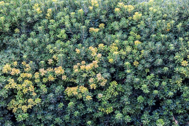 Schöner atmosphärischer Hintergrund in grünen Farben, helle Blätter, Blumen auf natürlichem Hintergrund