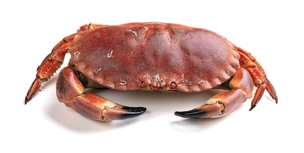 Schöner ausgeschnittener Krabbenkuchen lokalisiert