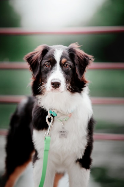 Schöner Australian Shepherd Aussie Dog