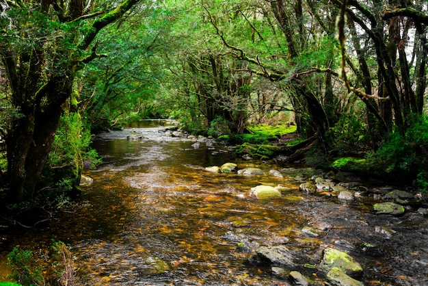 Schöner Bachfluss im Regenwald in Tasmanien