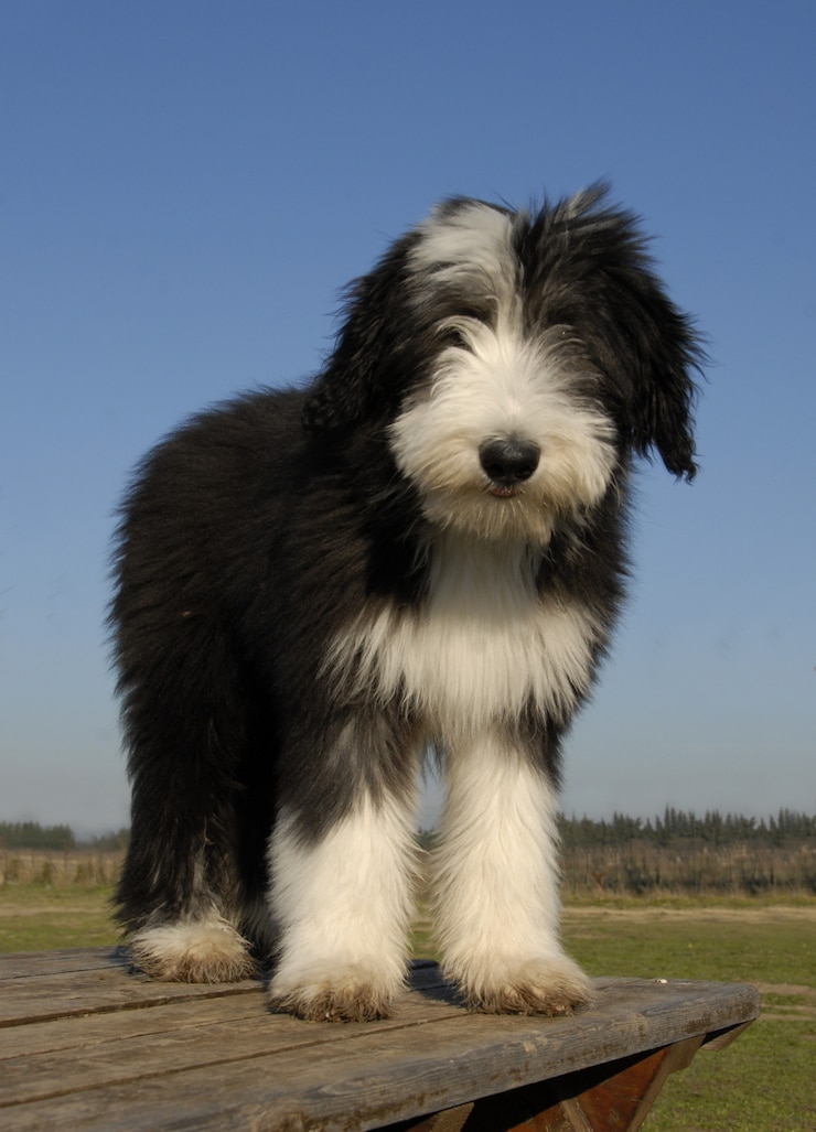 Foto schöner bärtiger colliehund im freien