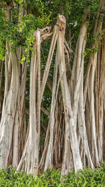 Schöner Banyanbaum im botanischen Garten