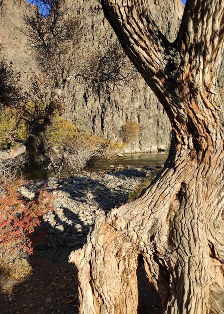 Schöner Baum am Ufer des Flusses