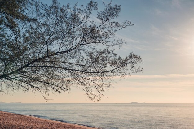 Schöner Baum bedeckt am Strand im tropischen Meer am Morgen
