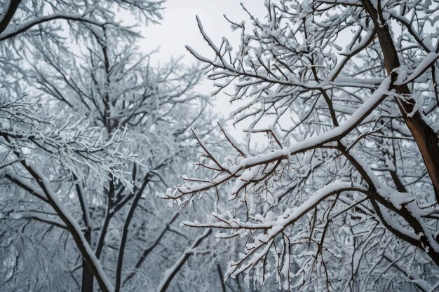 Schöner Baum, der an einem Wintertag mit Schnee bedeckt ist