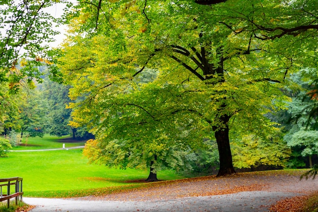 Schöner Baum im Garten mit Fußweg und Menschen, die mit dem Hund spazieren gehen