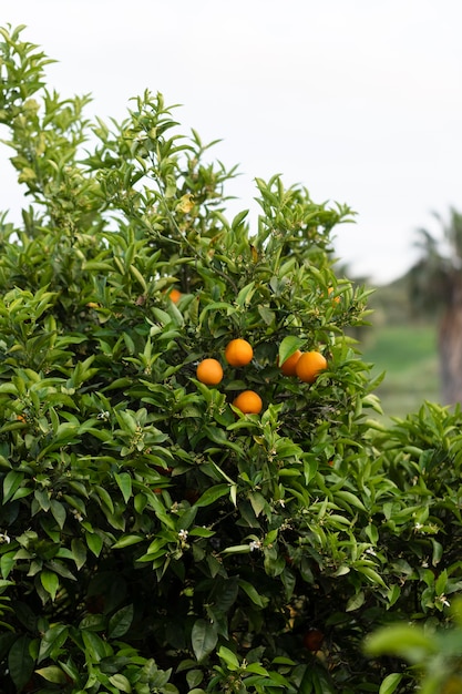 Foto schöner baum mit reifen orangenfrüchten