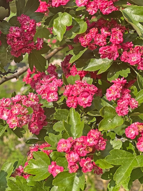 Schöner Baum mit rosa Blüten