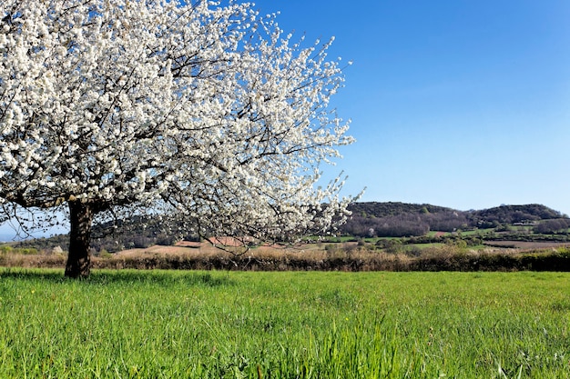 Schöner Baum mit weißen Blumen auf grenn Gras